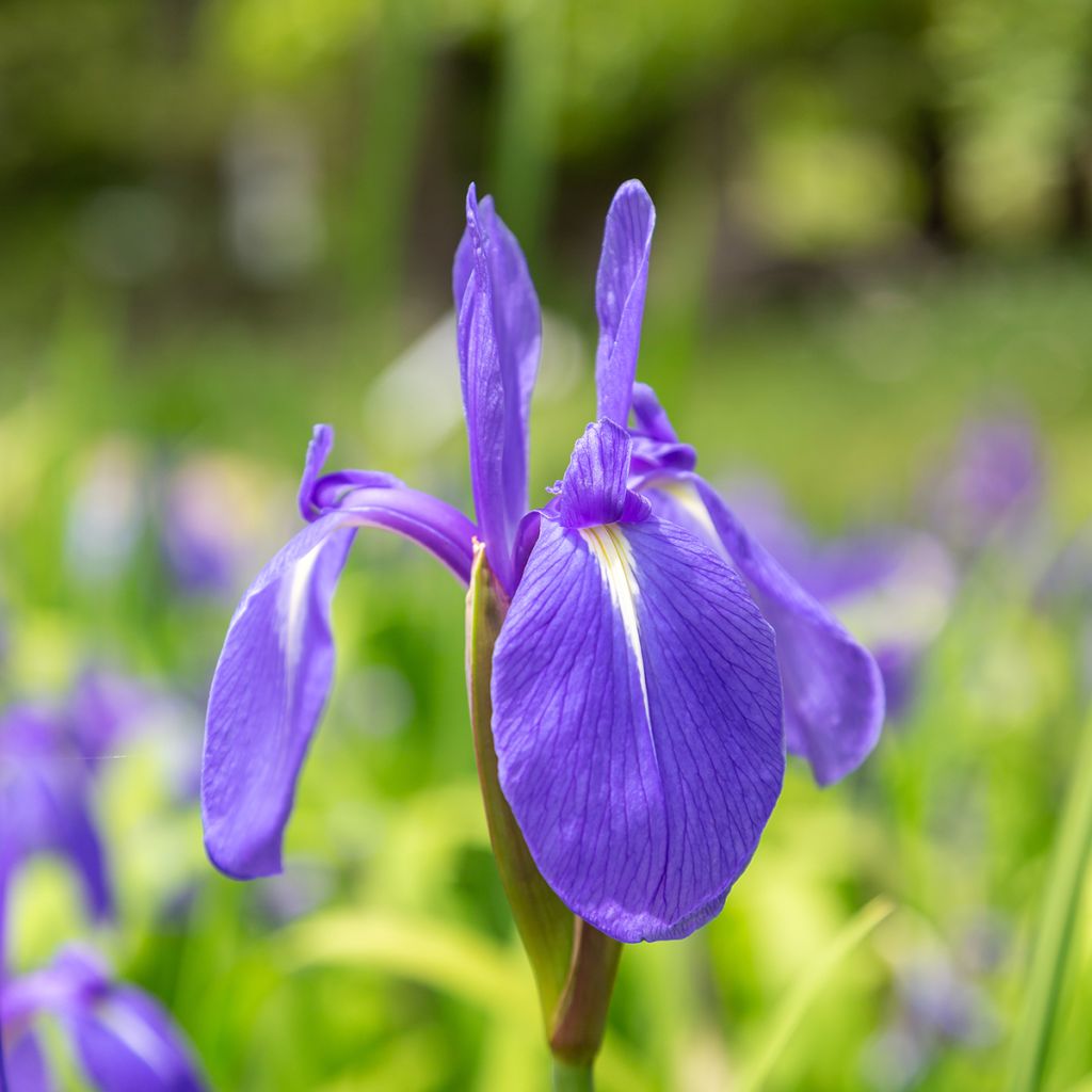 Iris laevigata - Iris giapponese