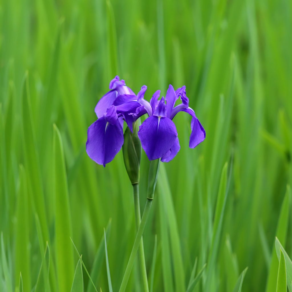 Iris laevigata - Iris giapponese