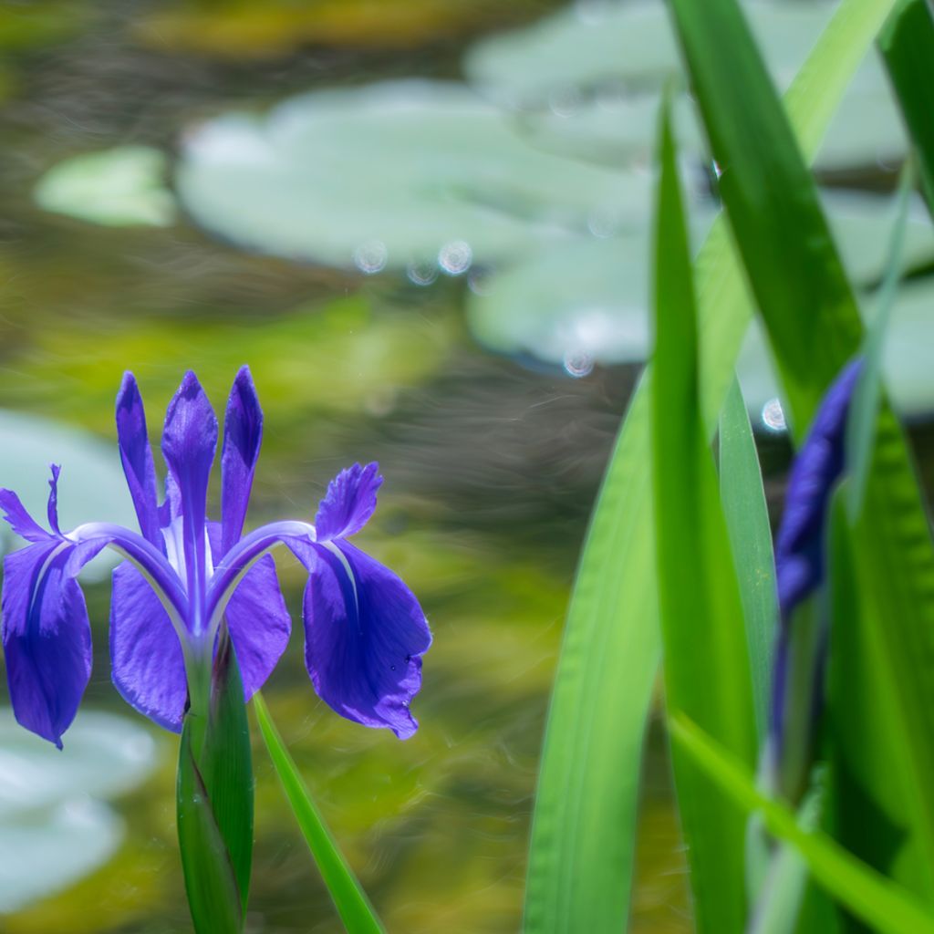 Iris laevigata - Iris giapponese