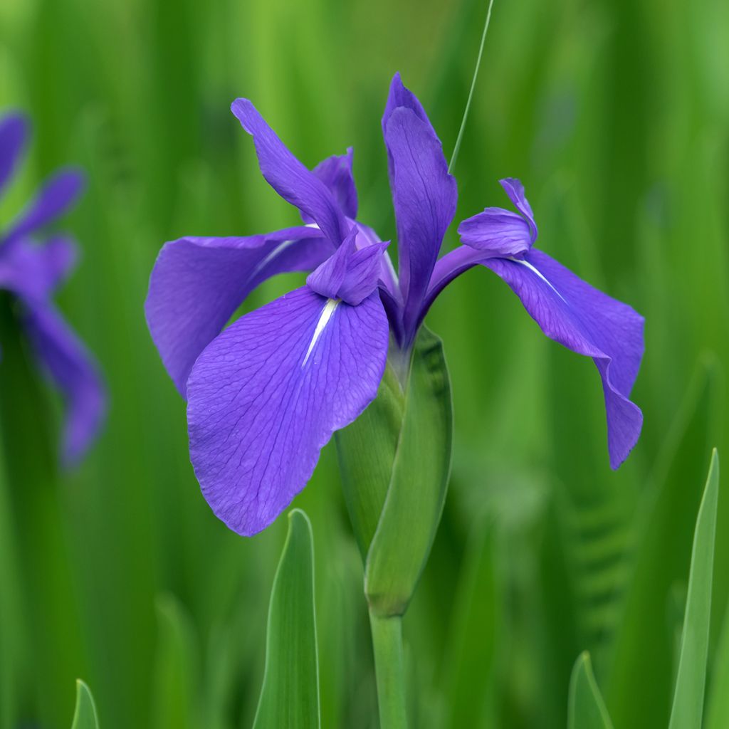 Iris laevigata - Iris giapponese