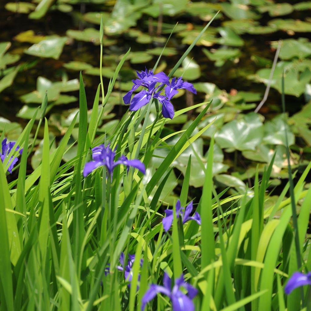 Iris laevigata - Iris giapponese