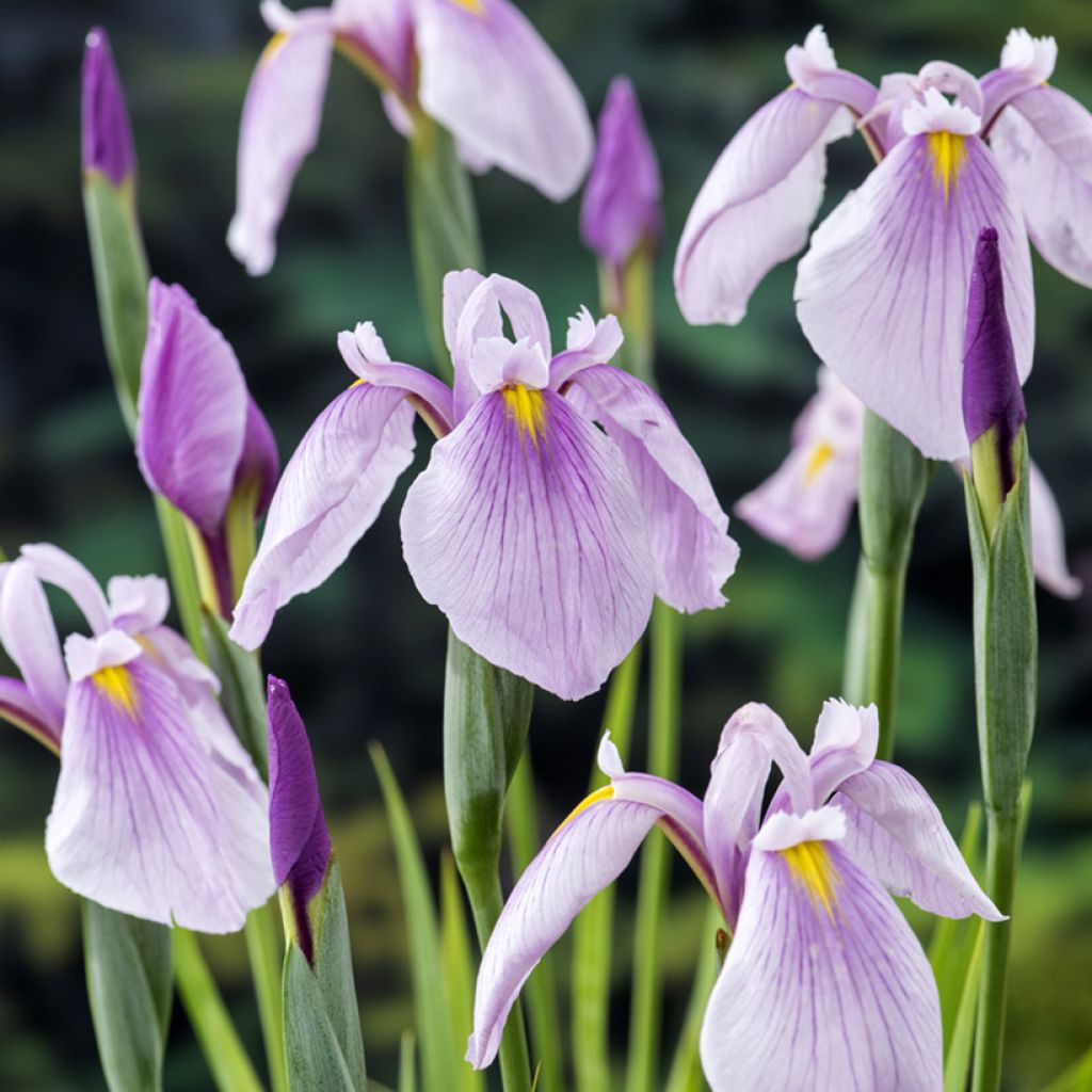 Iris laevigata Rose Queen - Iris giapponese