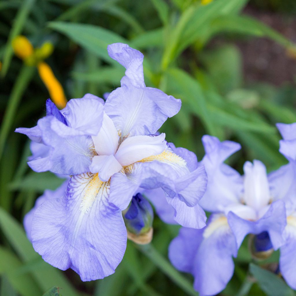 Iris pumila Blue Denim - Giaggiolo