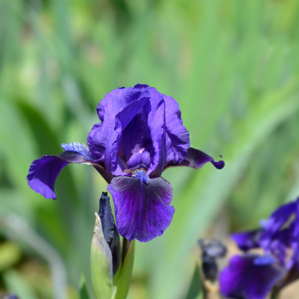 Iris pumila Brannigan - Giaggiolo