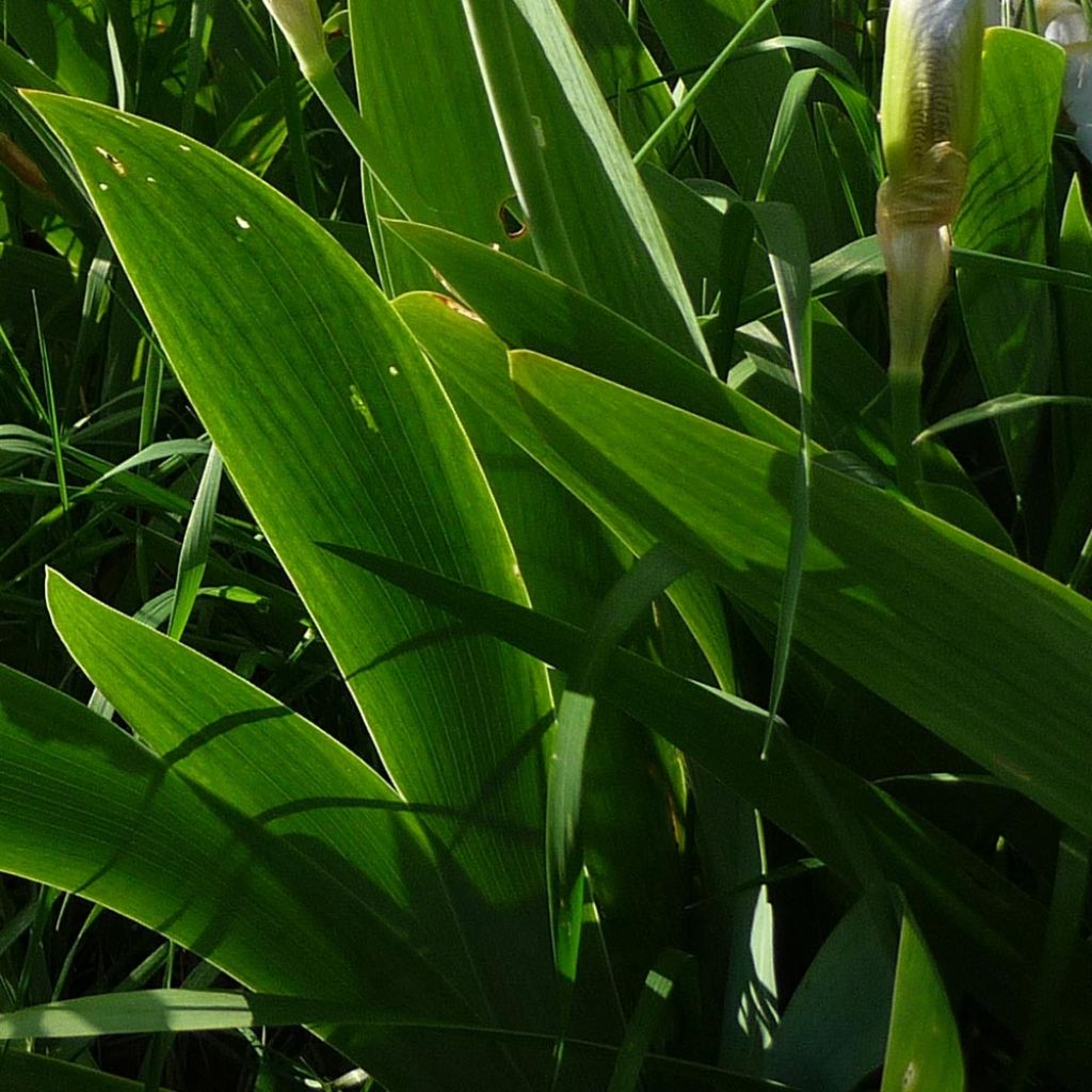 Iris pumila Bright White - Iris des Jardins nain