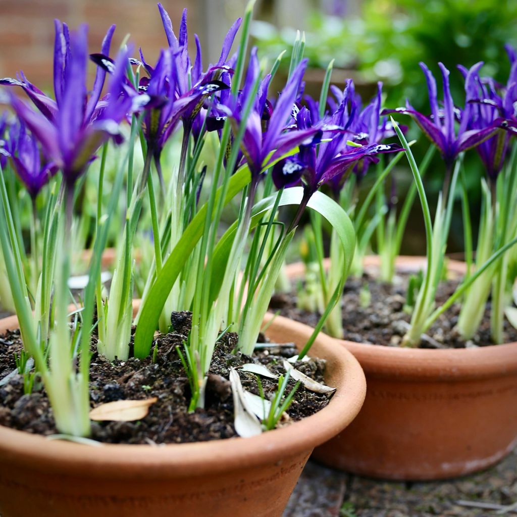 Iris reticulata Blue Note - Giaggiolo