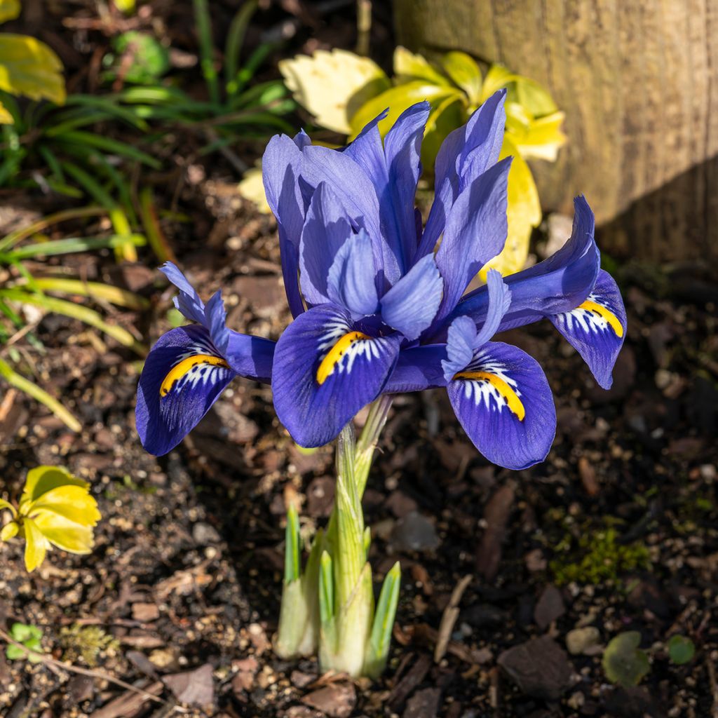 Iris reticulata Harmony