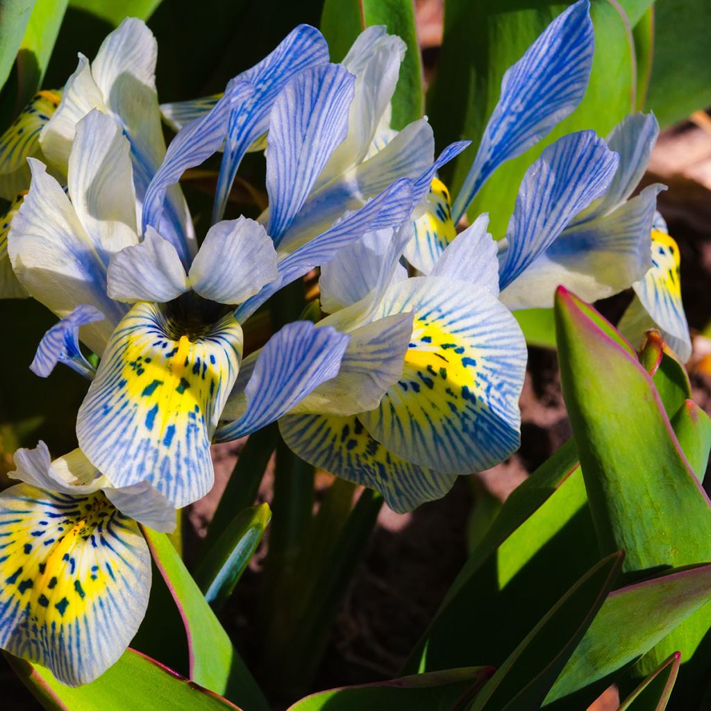 Iris reticulata Katharina Hodgkin