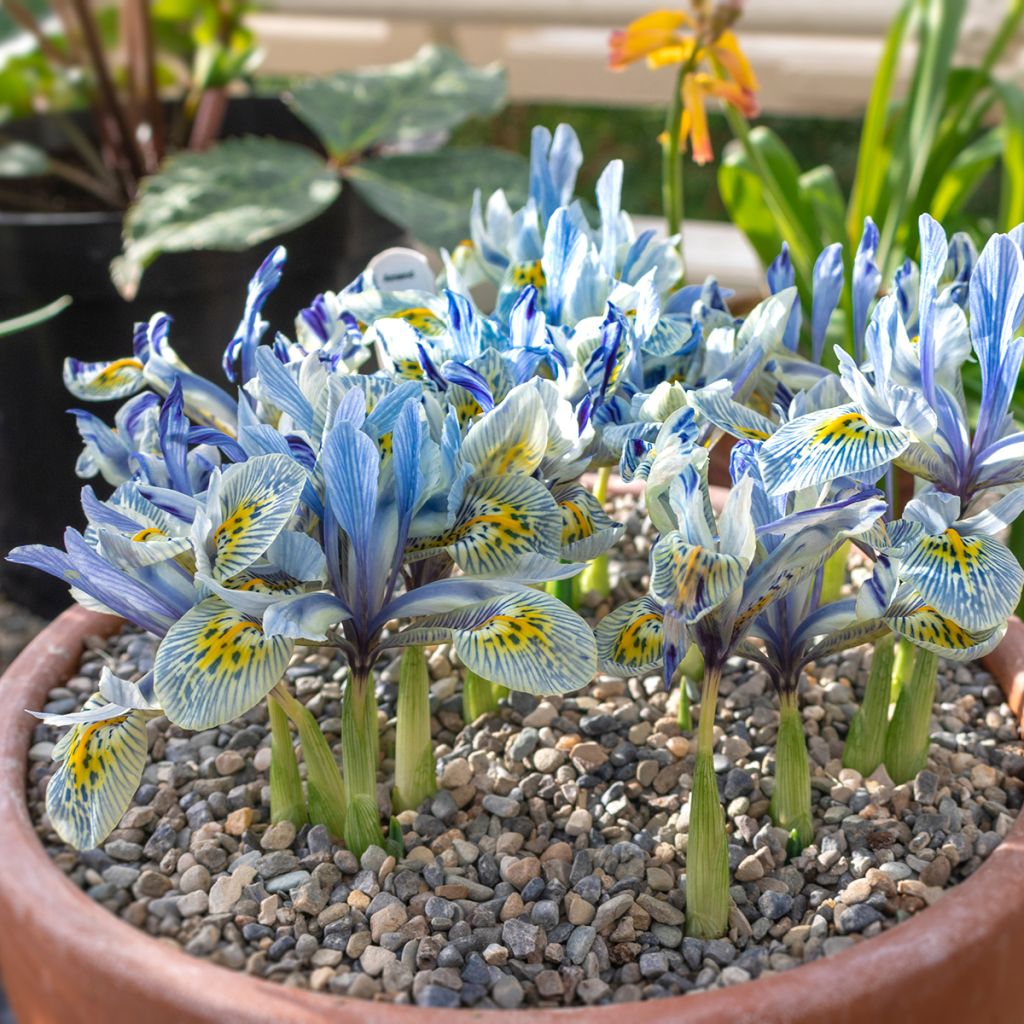 Iris reticulata Katharina Hodgkin