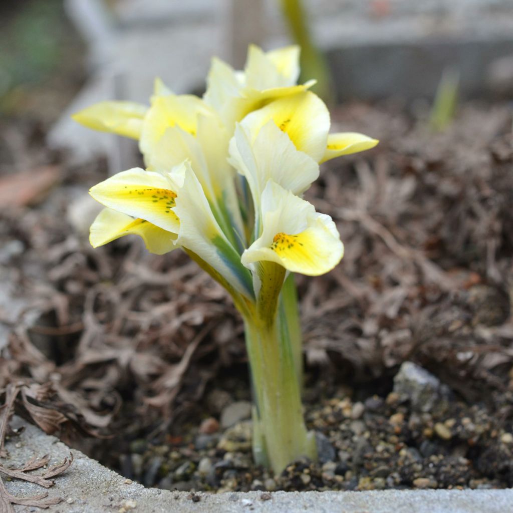 Iris reticulata North Star - Giaggiolo