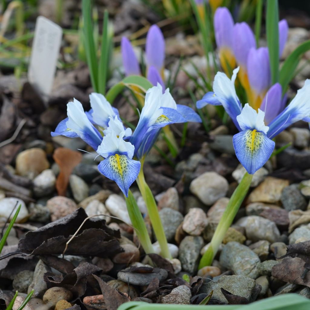 Iris reticulata Sea Breeze - Giaggiolo