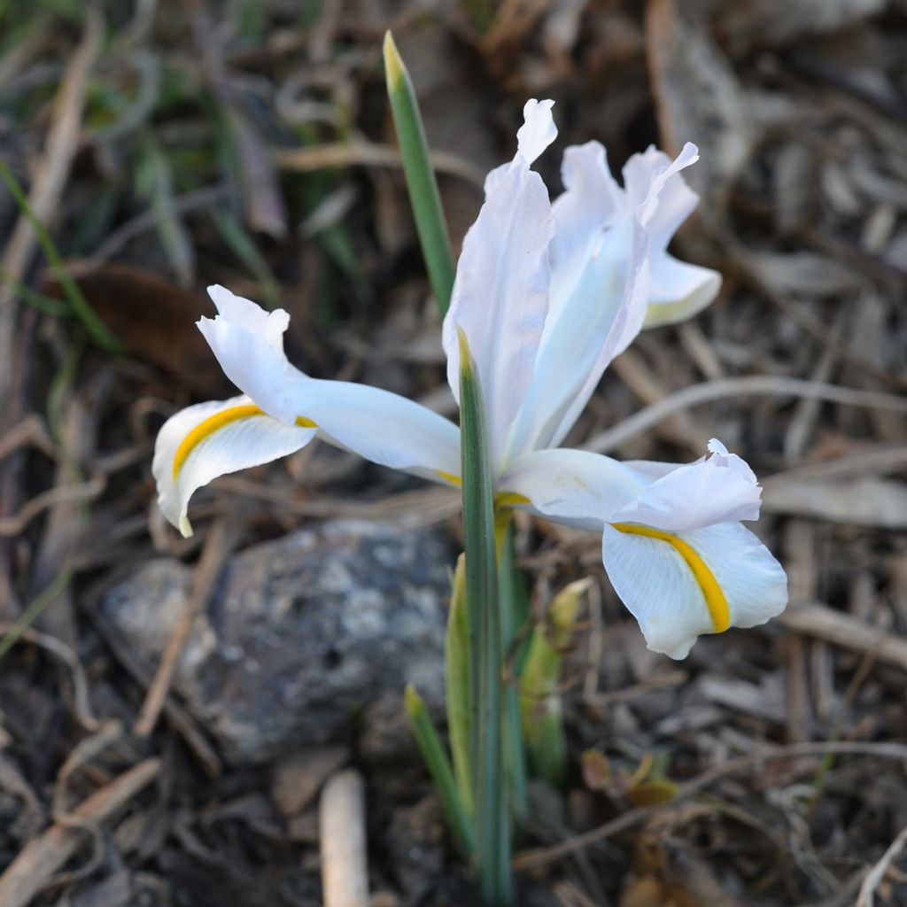 Iris reticulata White Caucasus - Giaggiolo