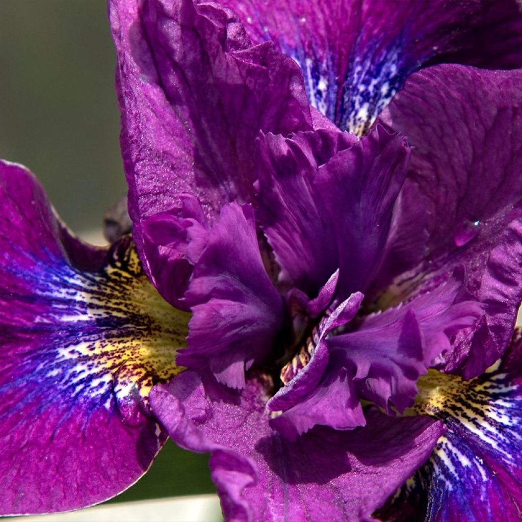 Iris sibirica Bundle of Joy - Giaggiolo siberiano