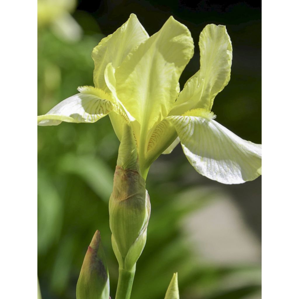 Iris sibirica Chartreuse Bounty - Giaggiolo siberiano