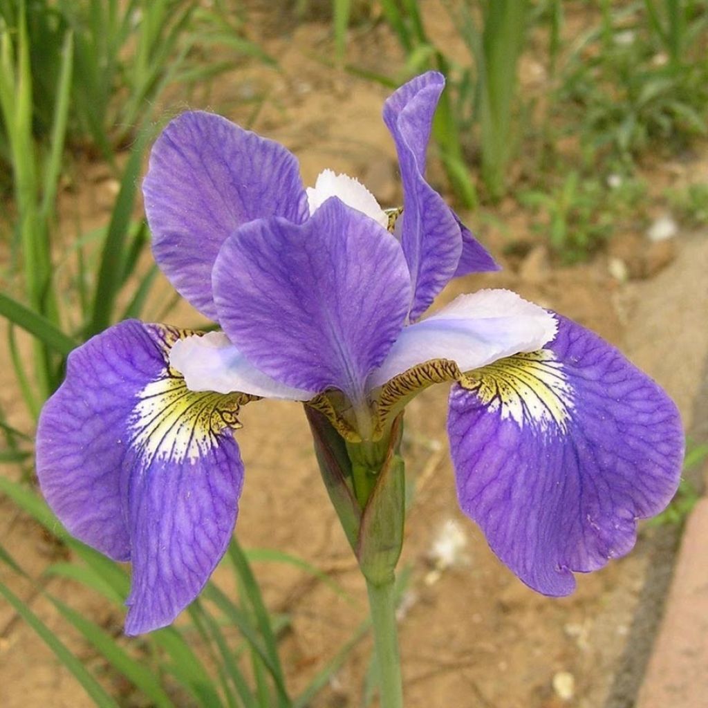 Iris sibirica Perry's Blue - Giaggiolo siberiano