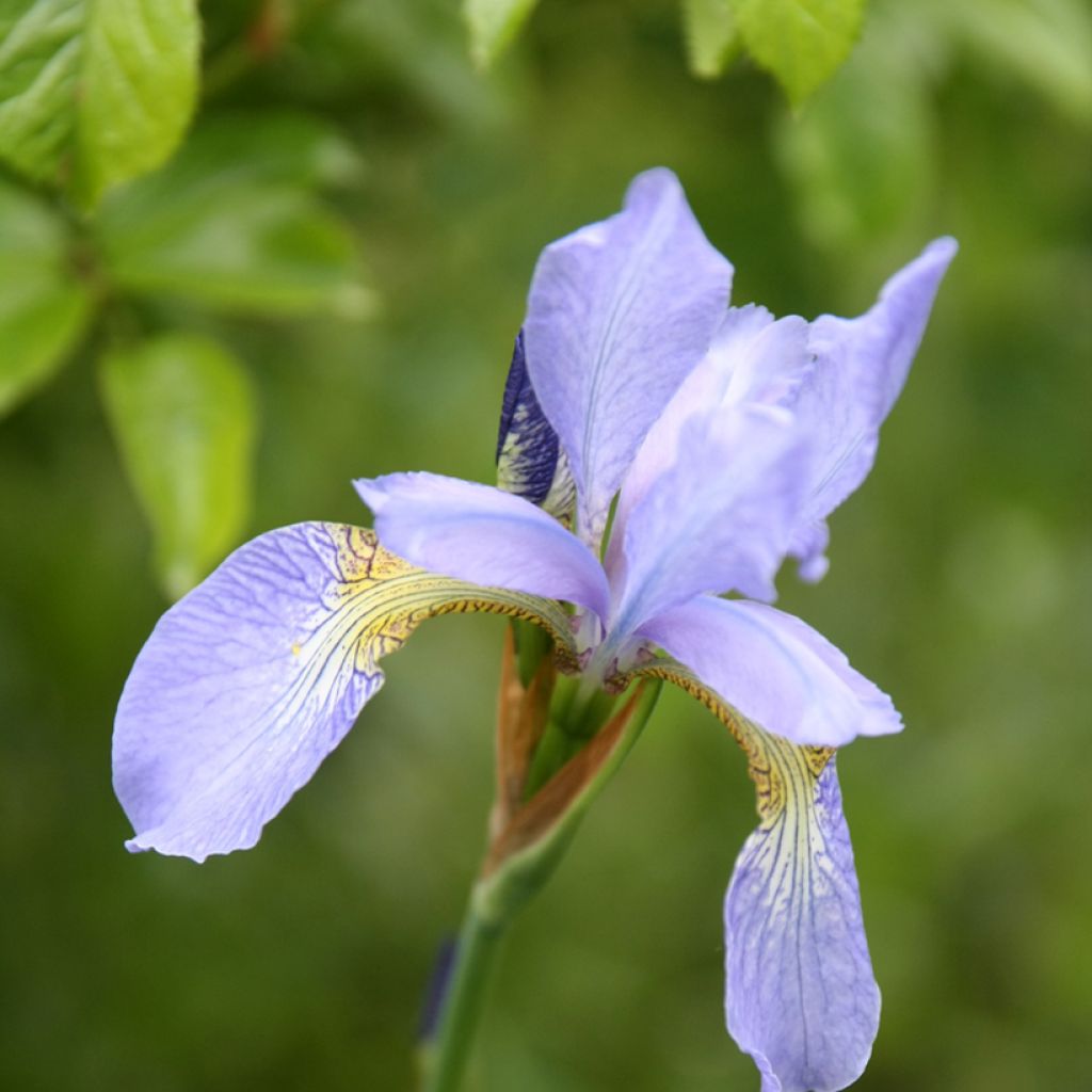 Iris sibirica Perry's Blue - Giaggiolo siberiano