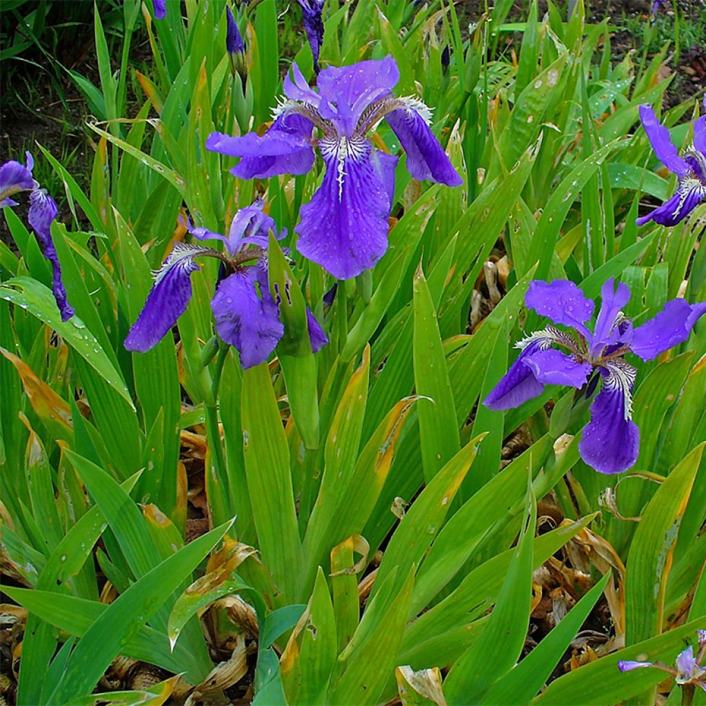 Iris tectorum - Iris des toits