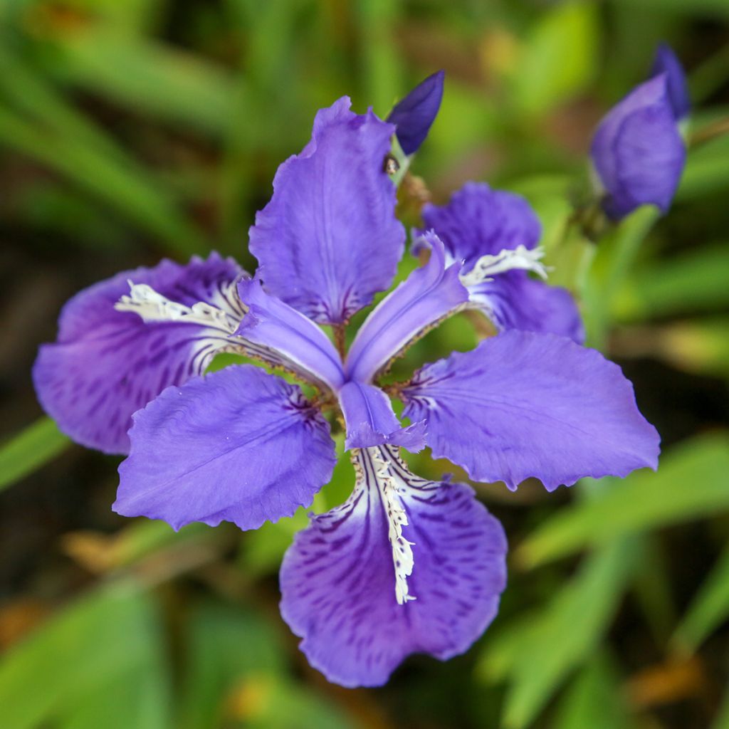 Iris tectorum - Giaggiolo dei tetti