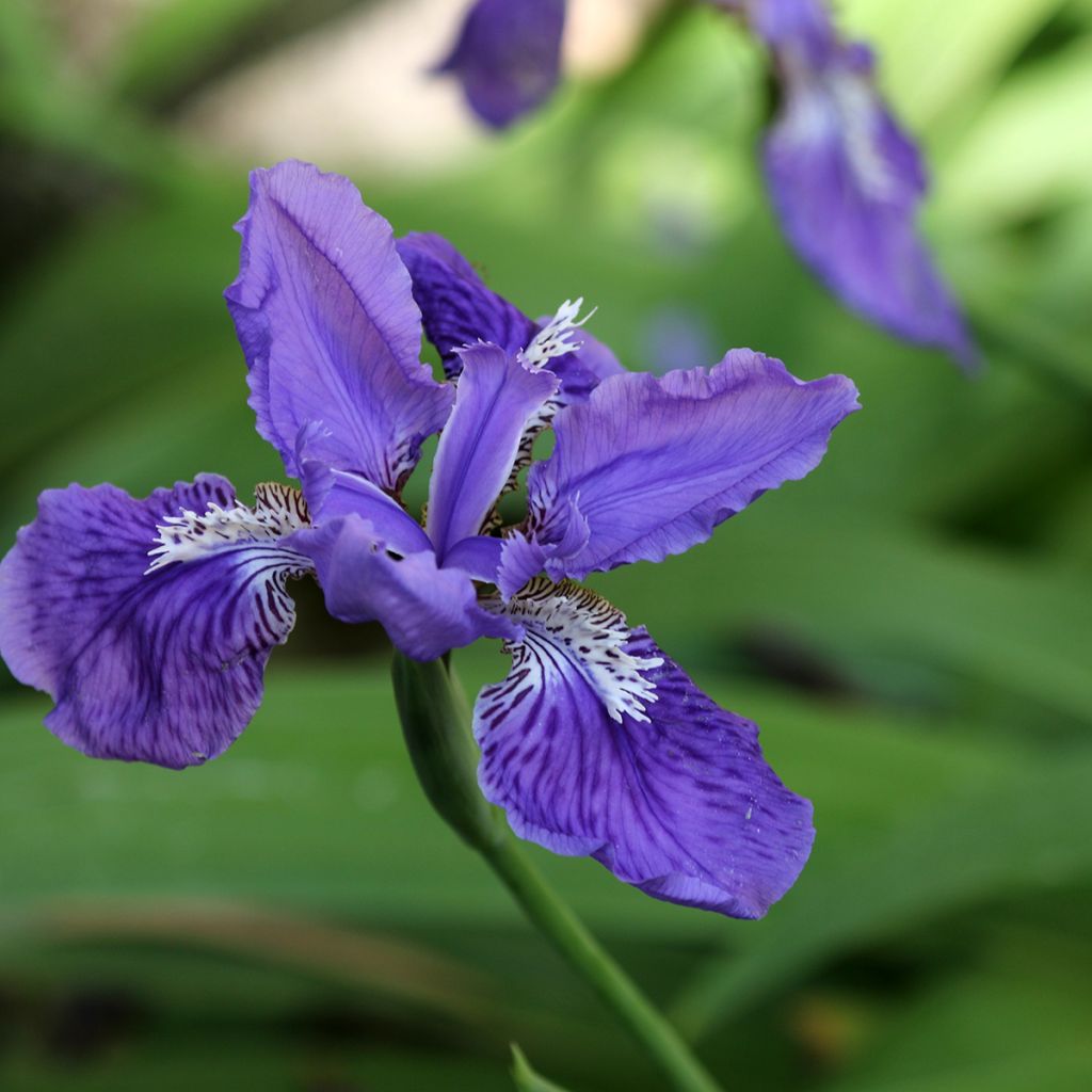 Iris tectorum - Giaggiolo dei tetti