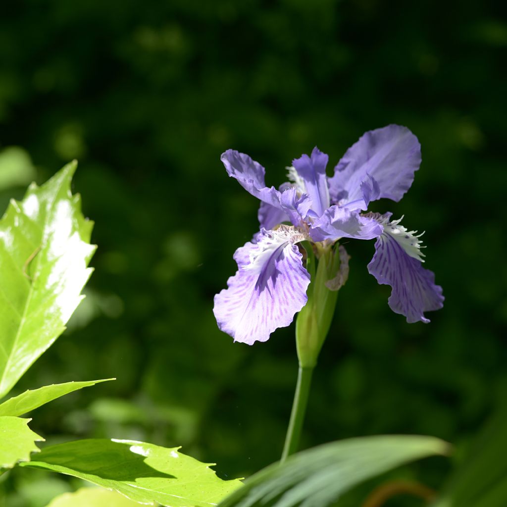 Iris tectorum - Giaggiolo dei tetti