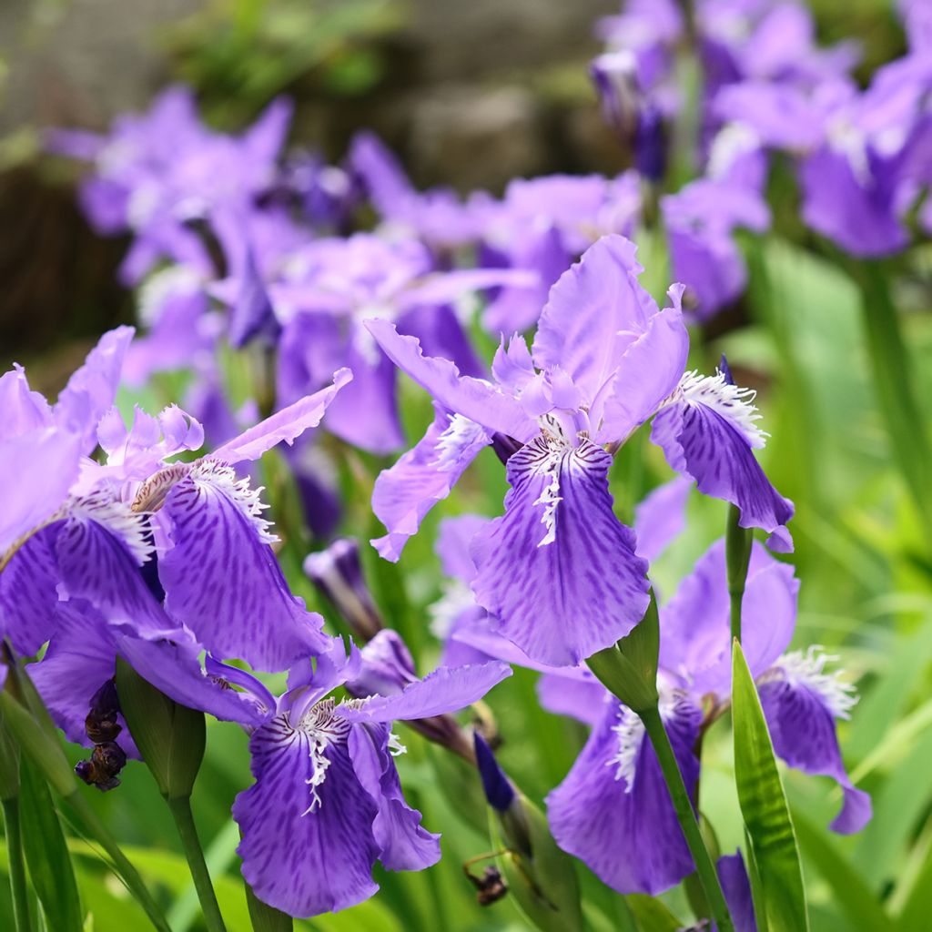 Iris tectorum - Giaggiolo dei tetti