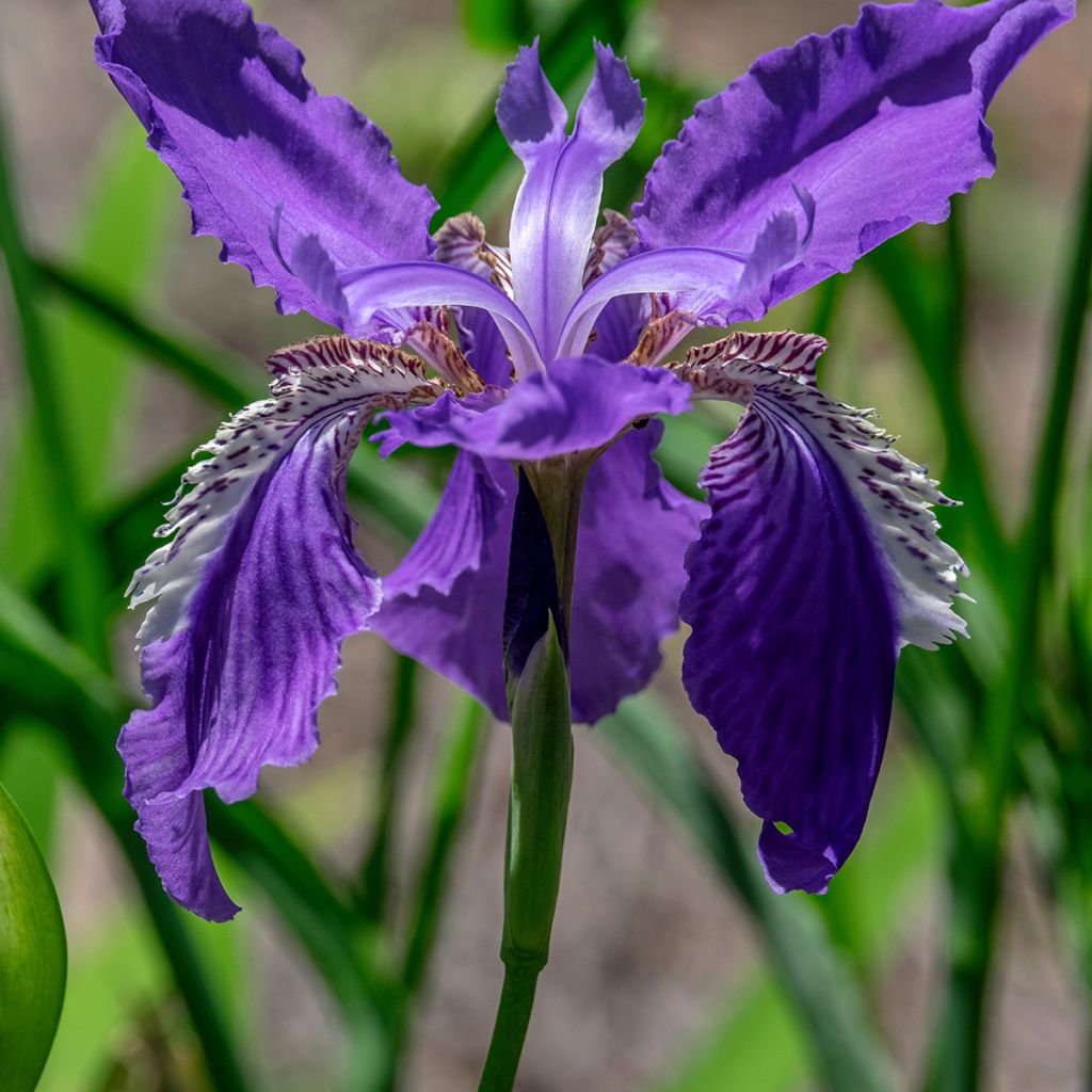 Iris tectorum - Giaggiolo dei tetti