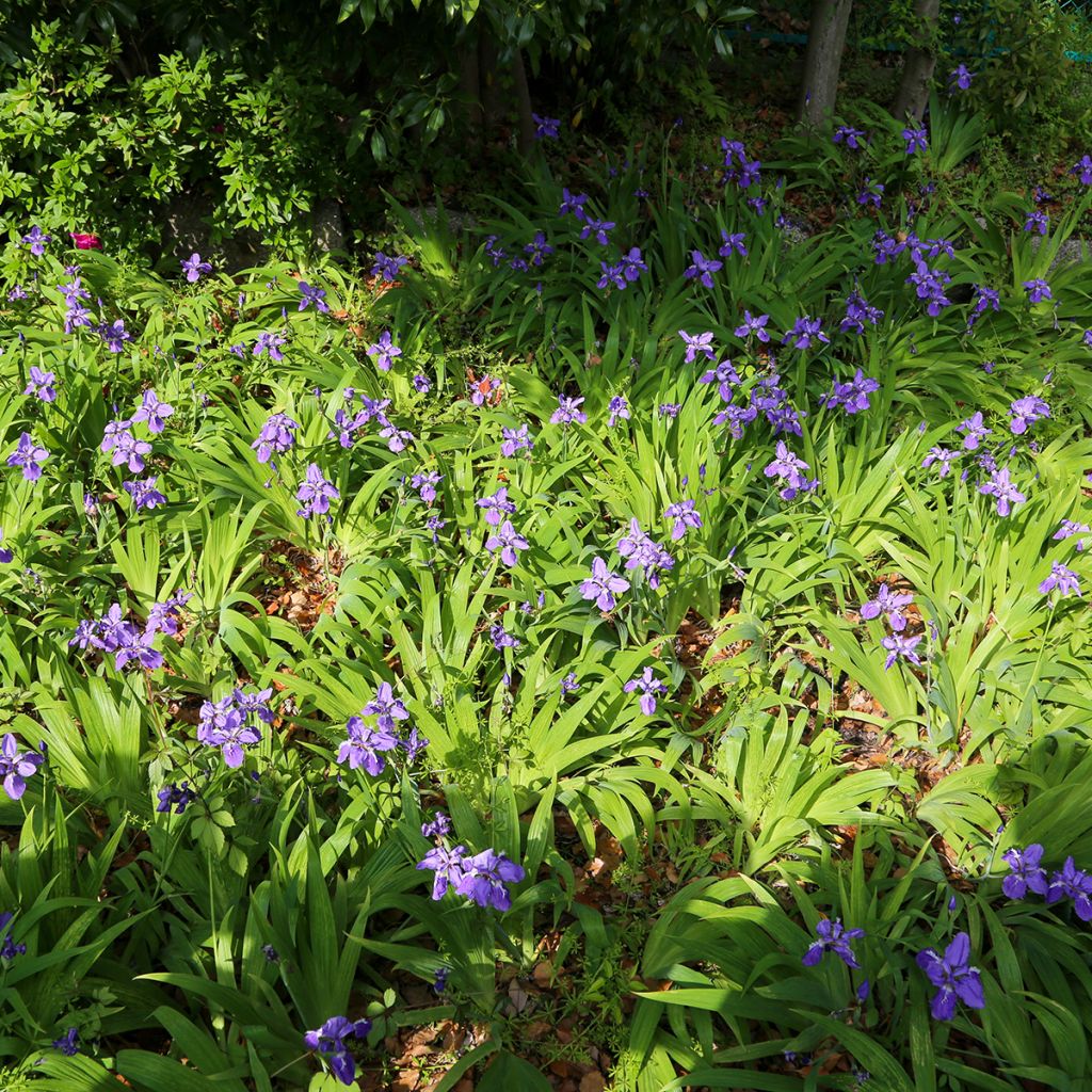 Iris tectorum - Giaggiolo dei tetti