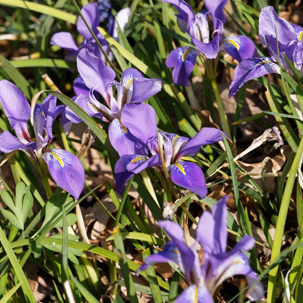 Iris unguicularis - Iris d'Alger