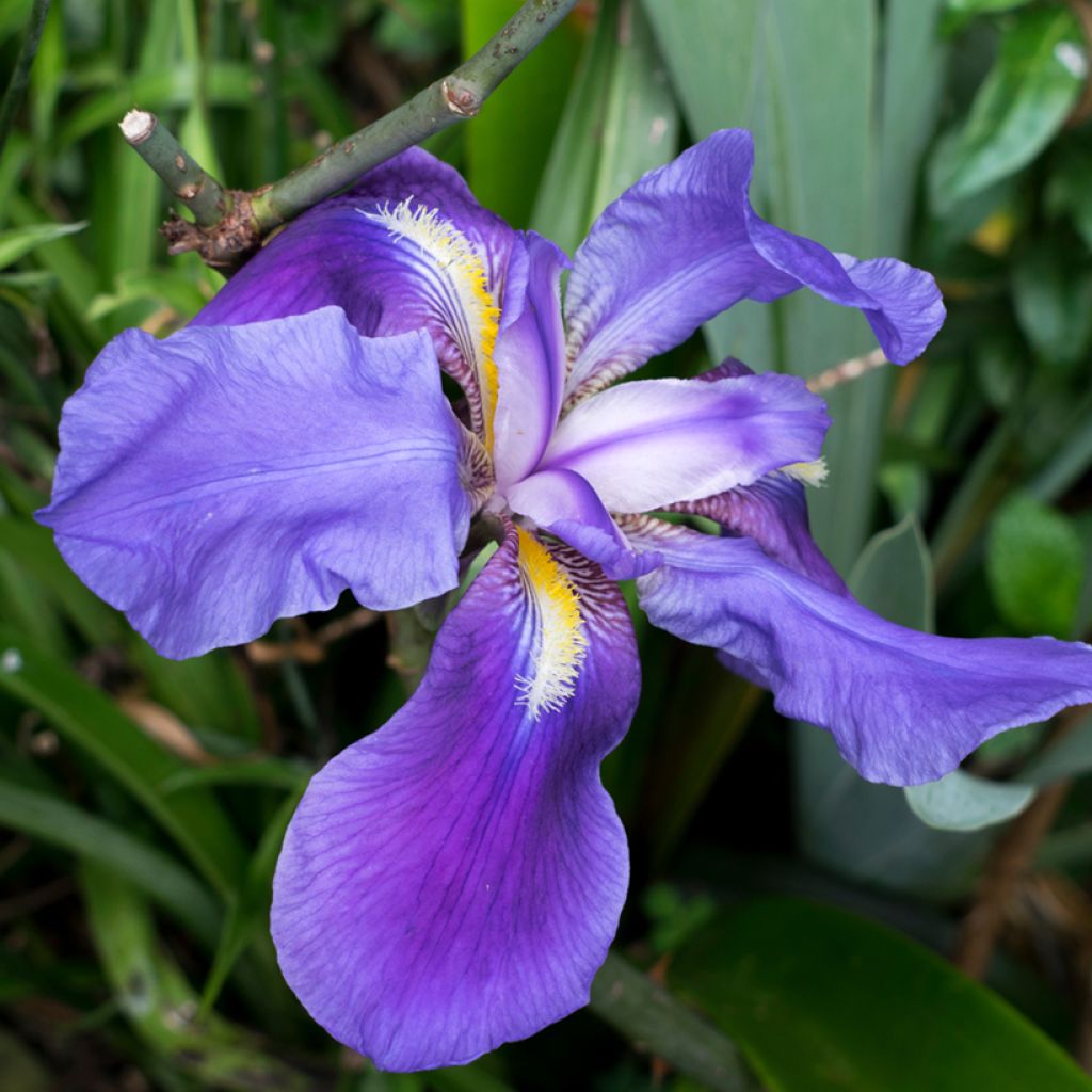 Iris unguicularis - Iris d'Alger