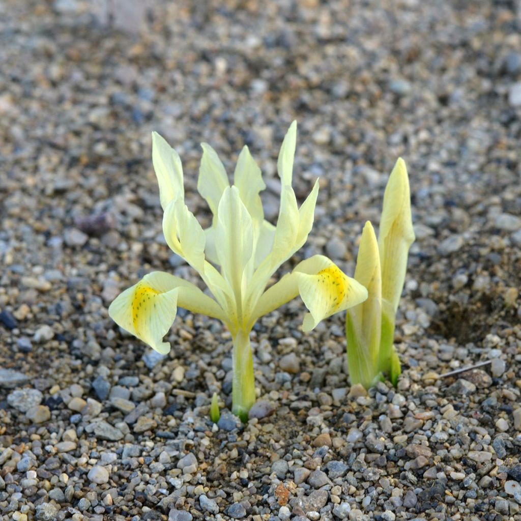 Iris winogradowii - Giaggiolo