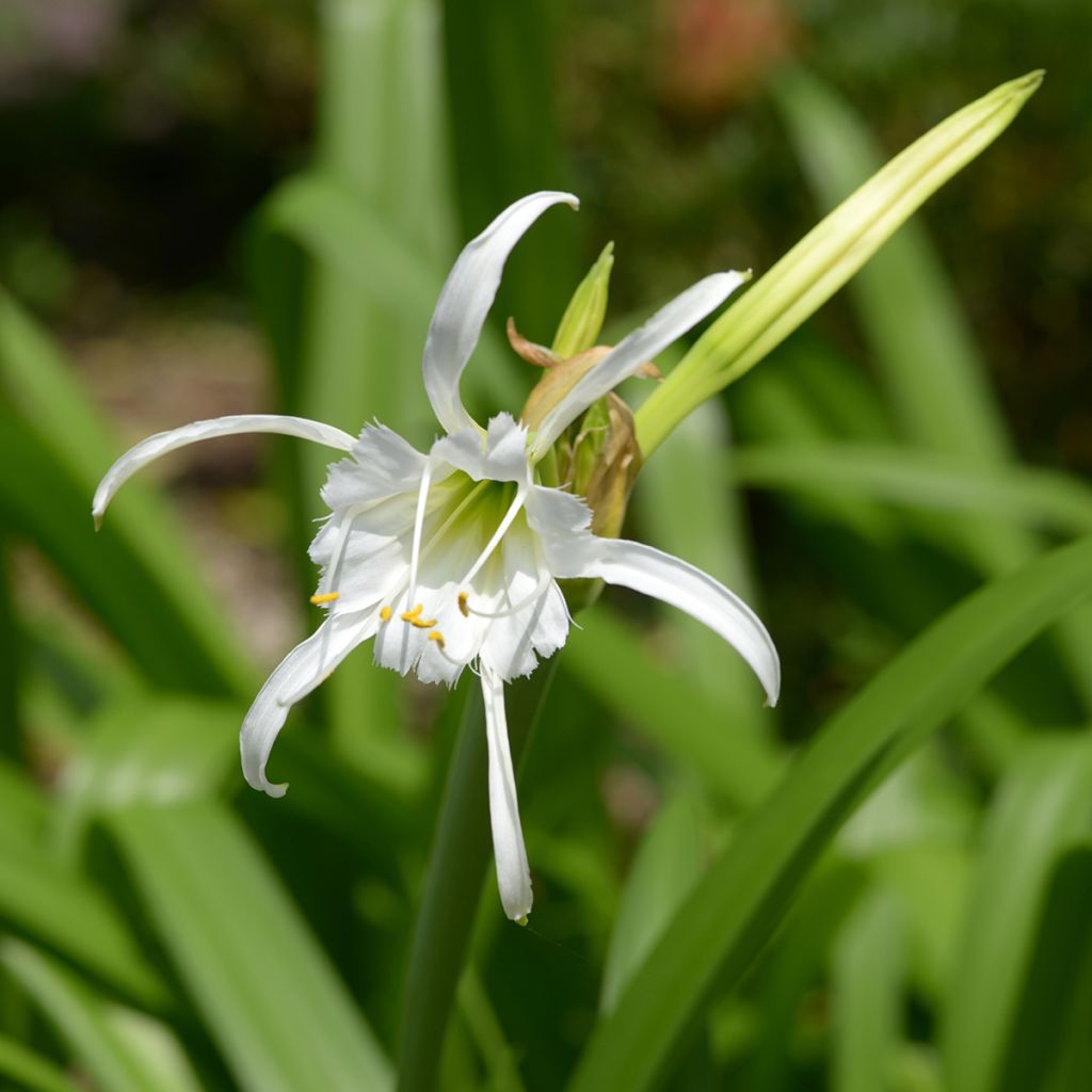 Hymenocallis festalis White