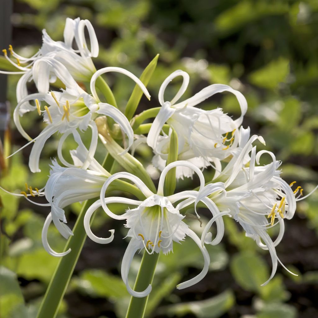 Hymenocallis festalis White