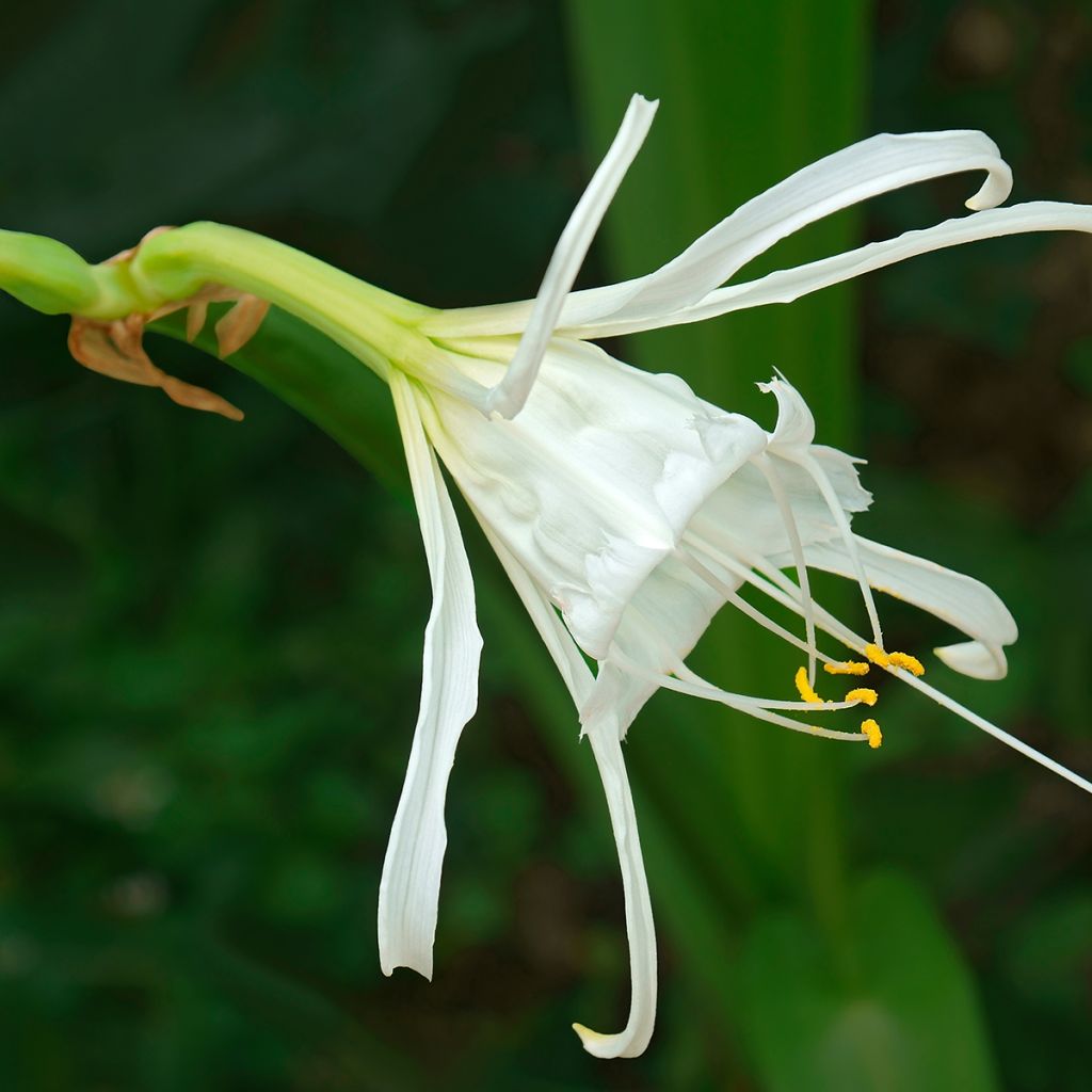 Hymenocallis festalis White