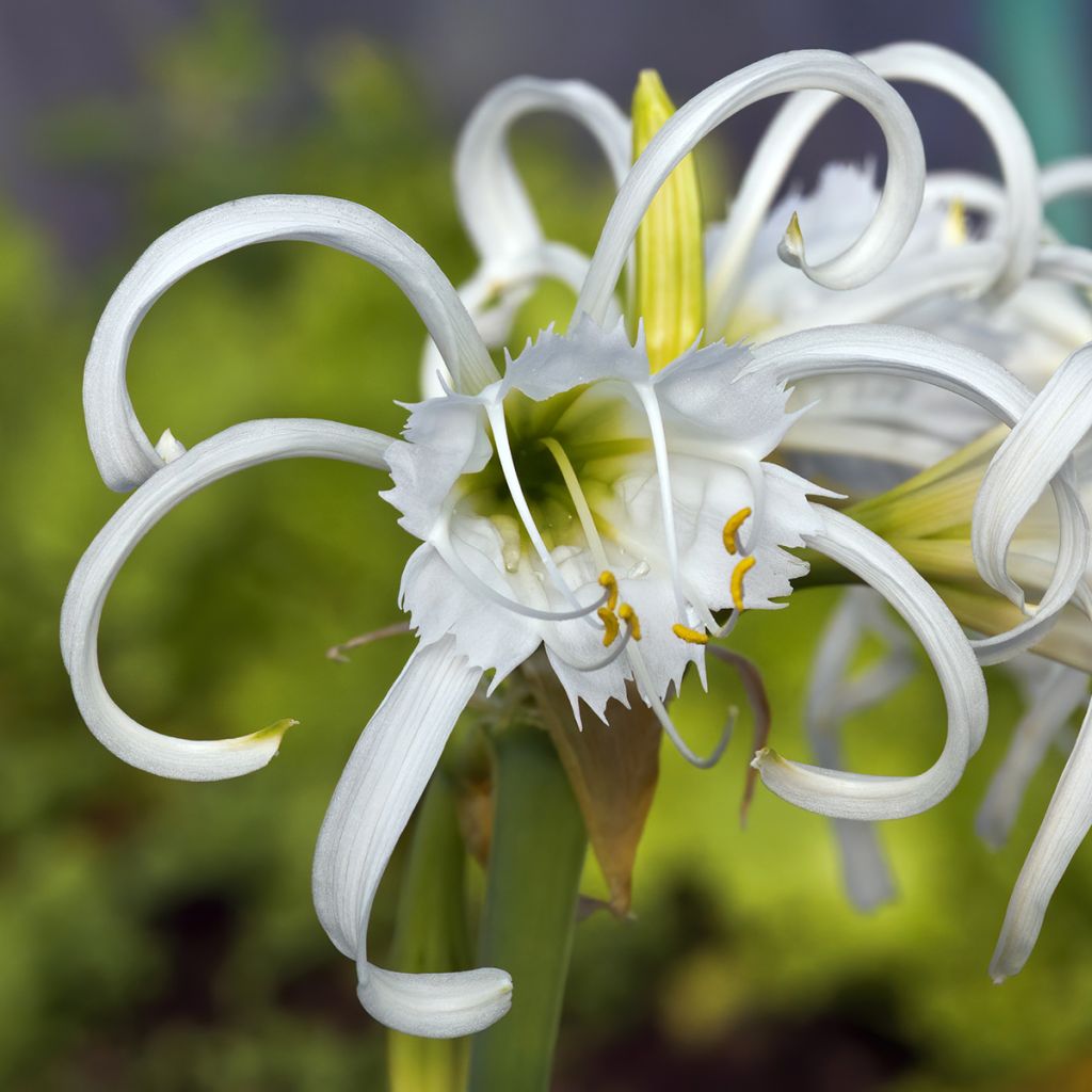 Hymenocallis festalis White