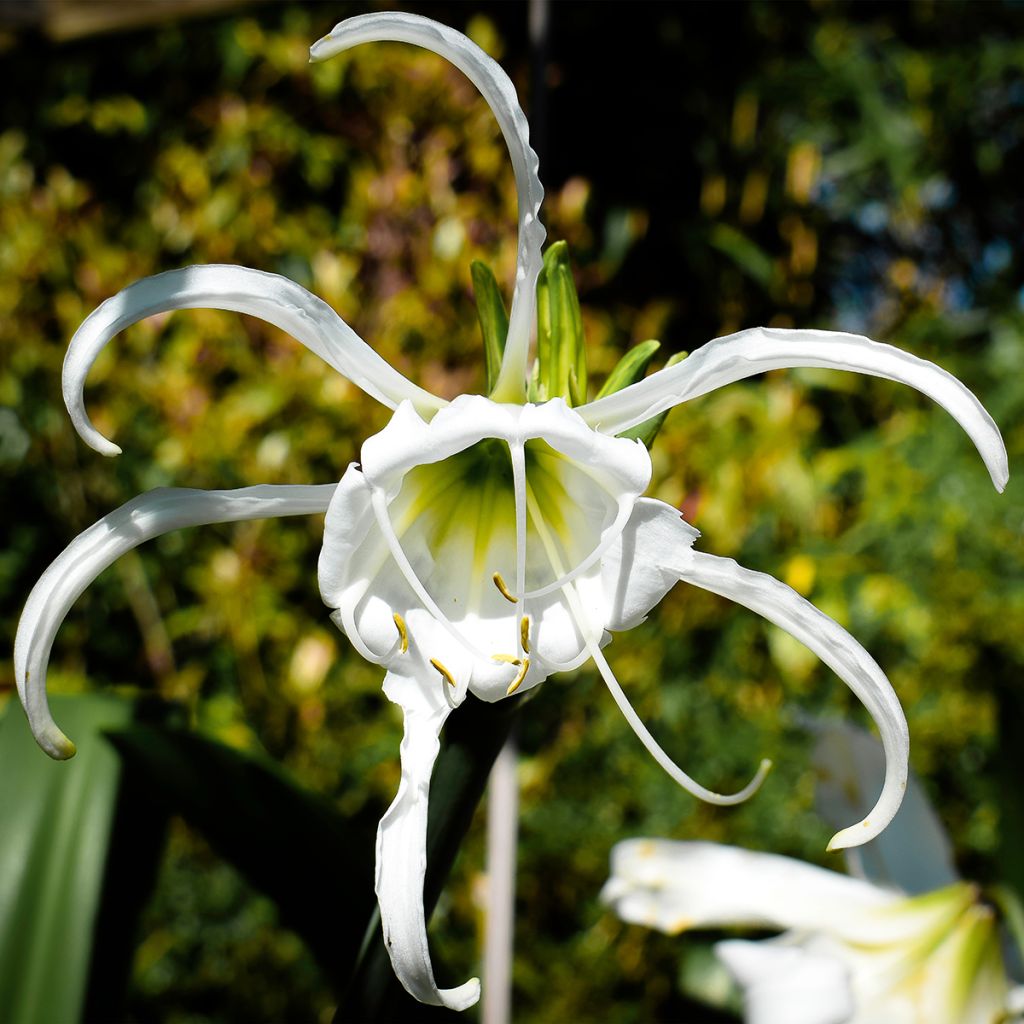 Hymenocallis festalis White