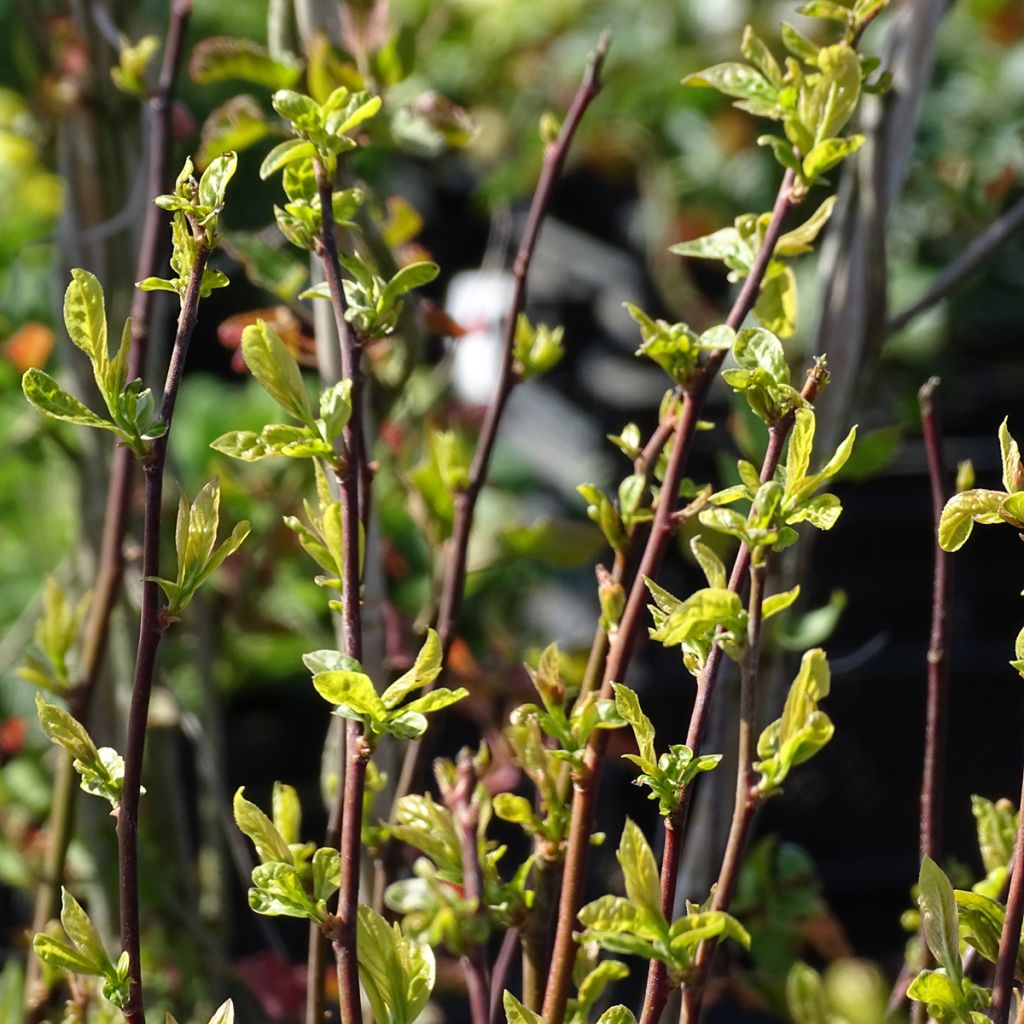 Itea virginica Henry's Garnet