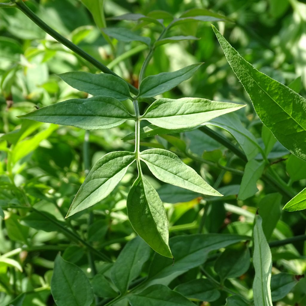 Jasminum officinale - Gelsomino comune