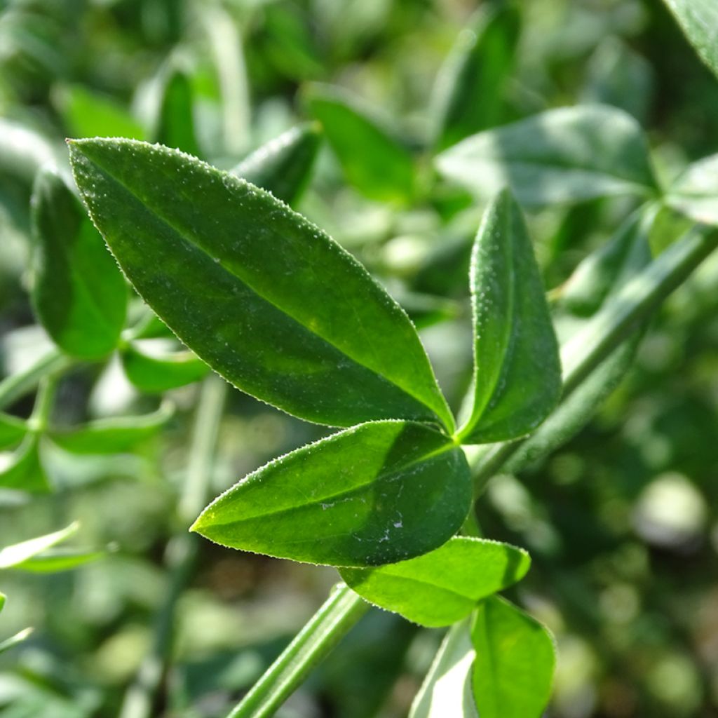 Jasminum nudiflorum - Gelsomino d'inverno