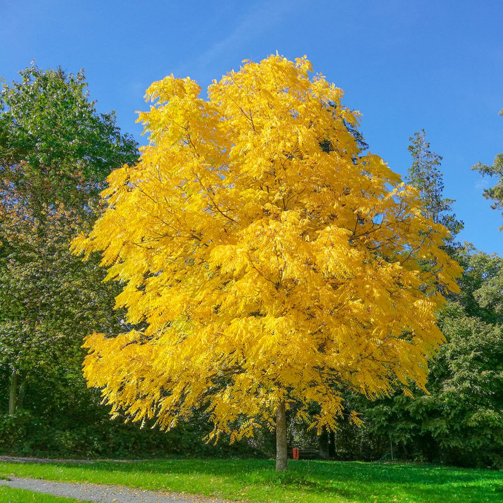 Juglans nigra - Noce nero