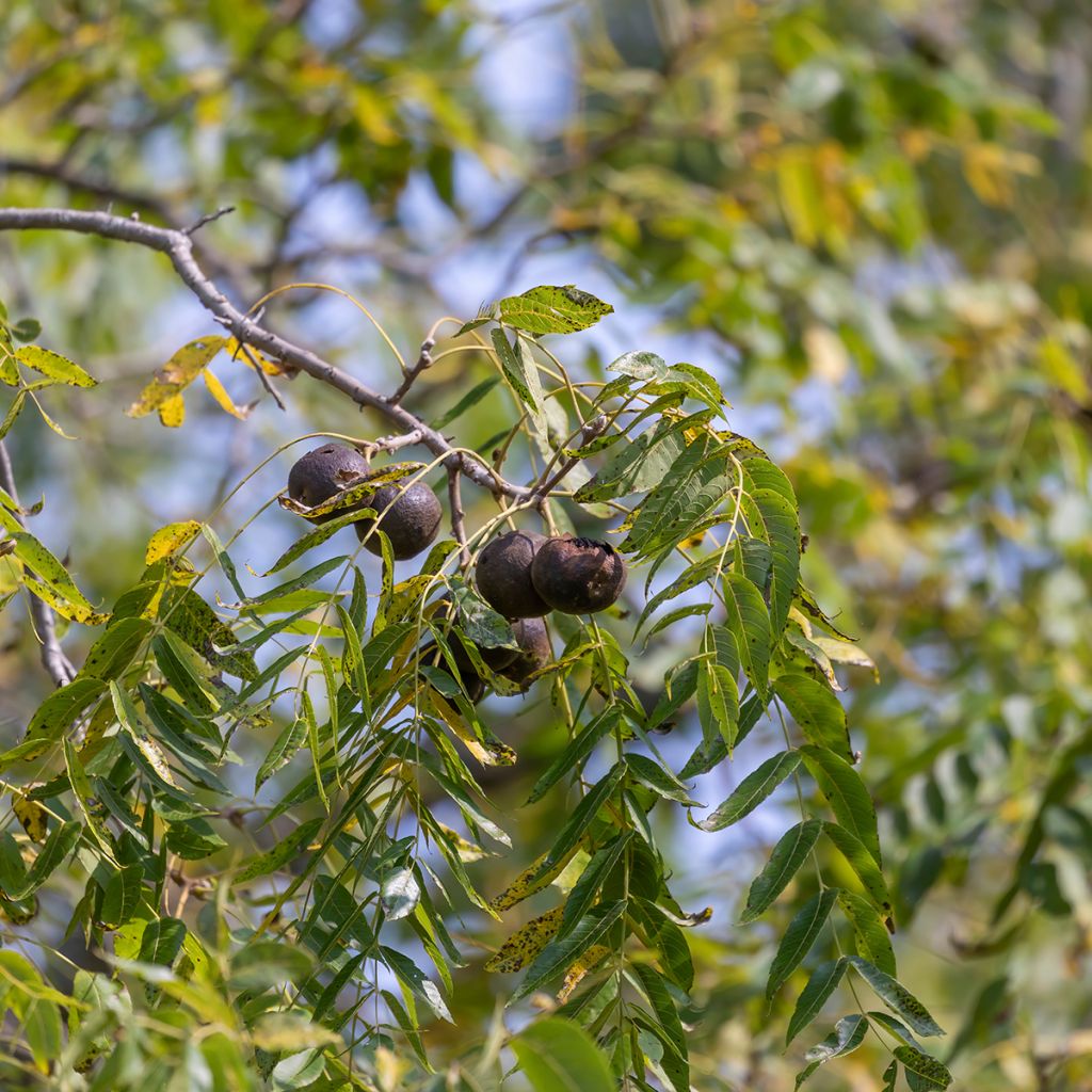 Juglans nigra - Noce nero