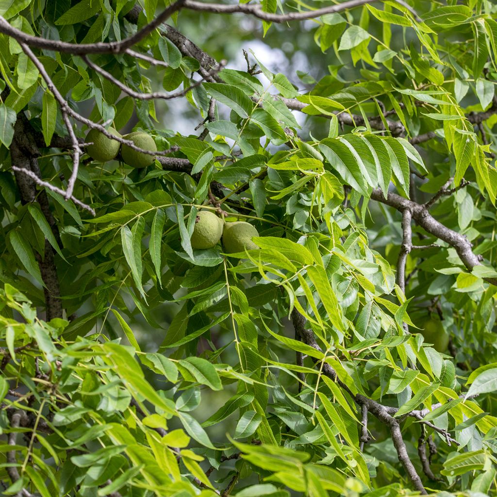 Juglans nigra - Noce nero