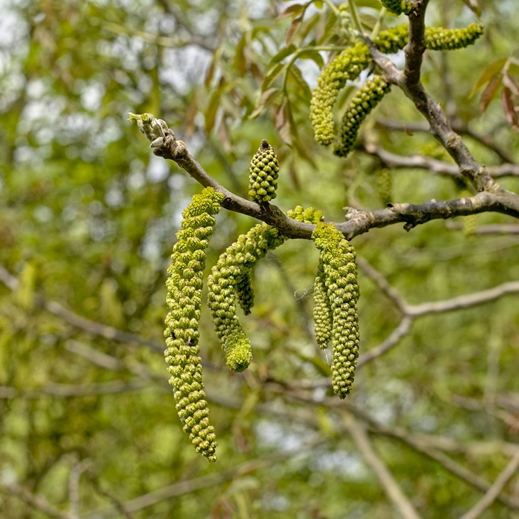 Juglans nigra - Noce nero