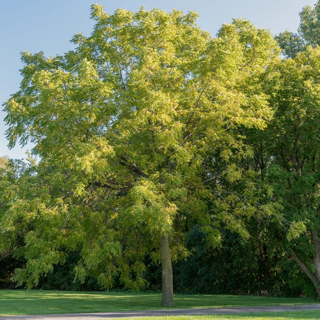 Juglans nigra - Noce nero