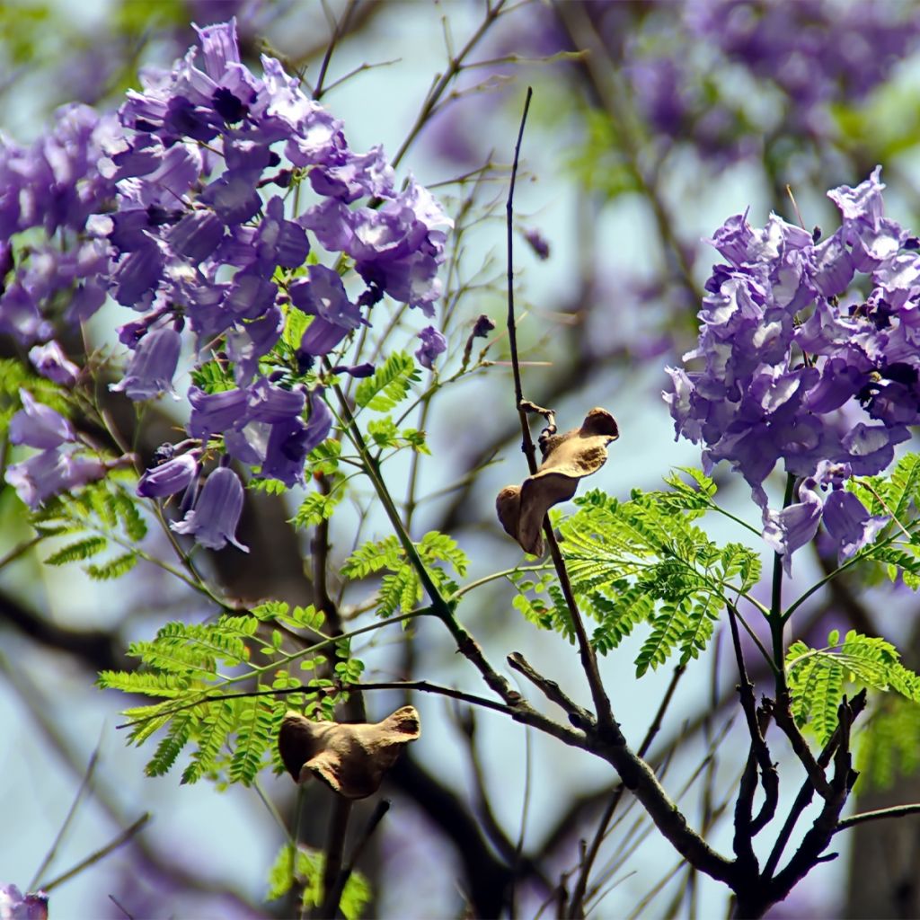 Jacaranda mimosifolia - Flamboyant bleu