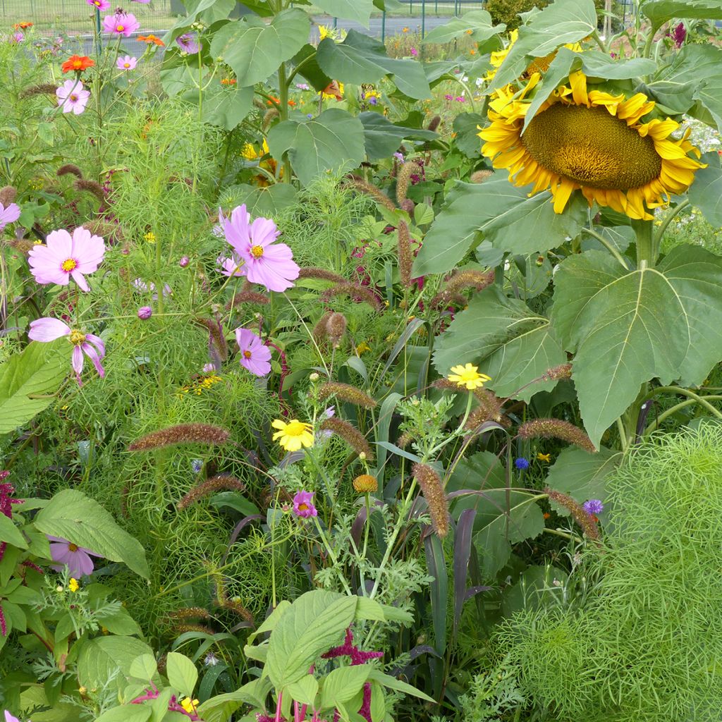 Prato di fiori per gli Uccelli - Origine Francia