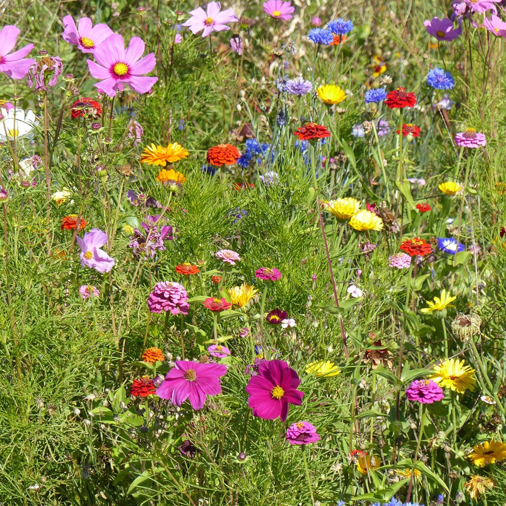 Prato di fiori bassi Belle France