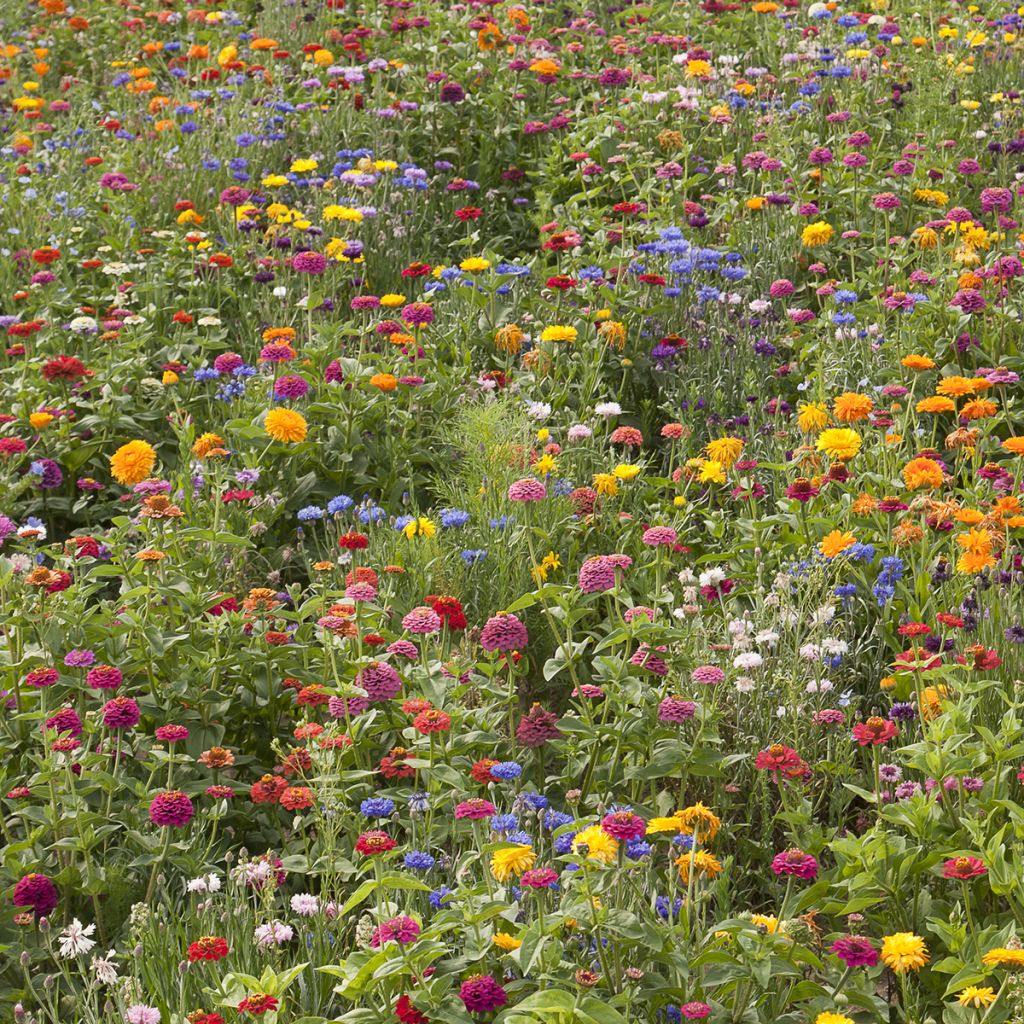 Prato di fiori bassi Belle France