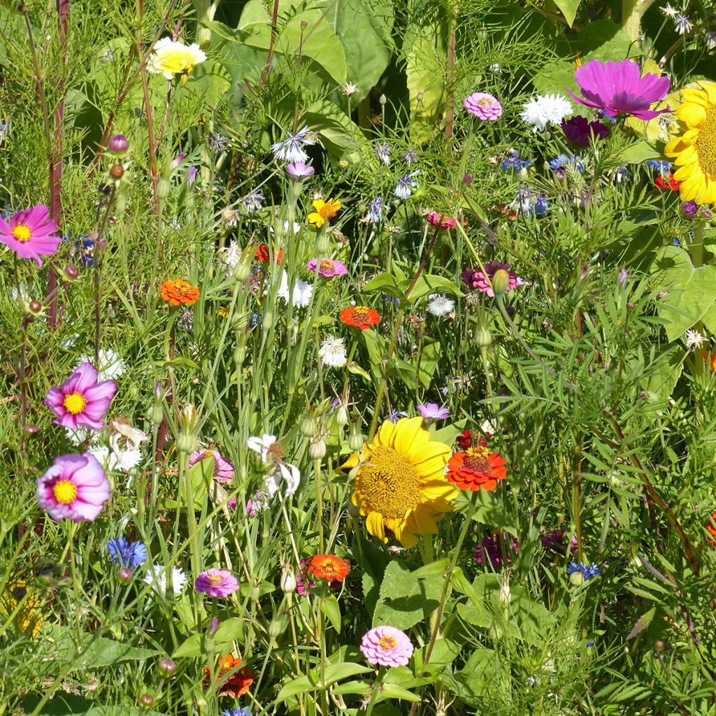 Prato di fiori per Api e Impollinatori - Origine Francia