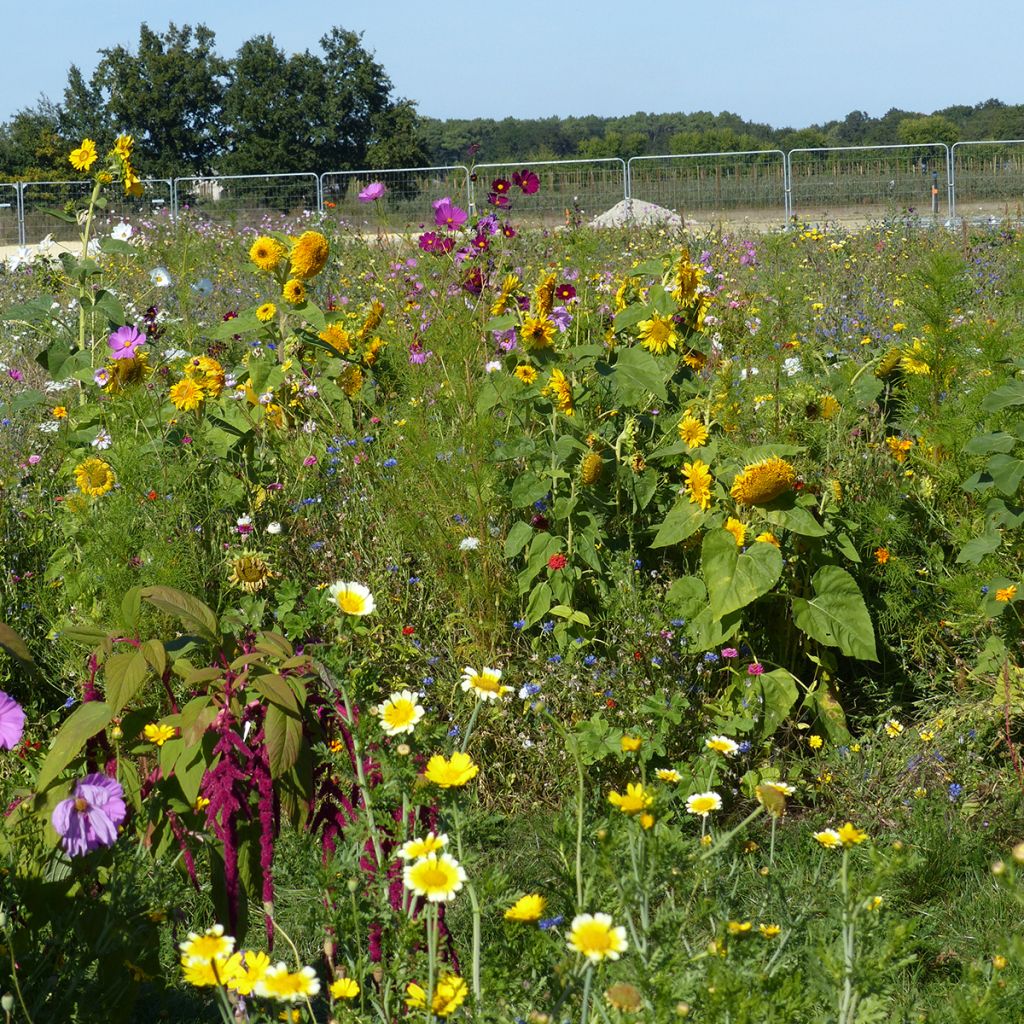 Prato di fiori per Api e Impollinatori - Origine Francia