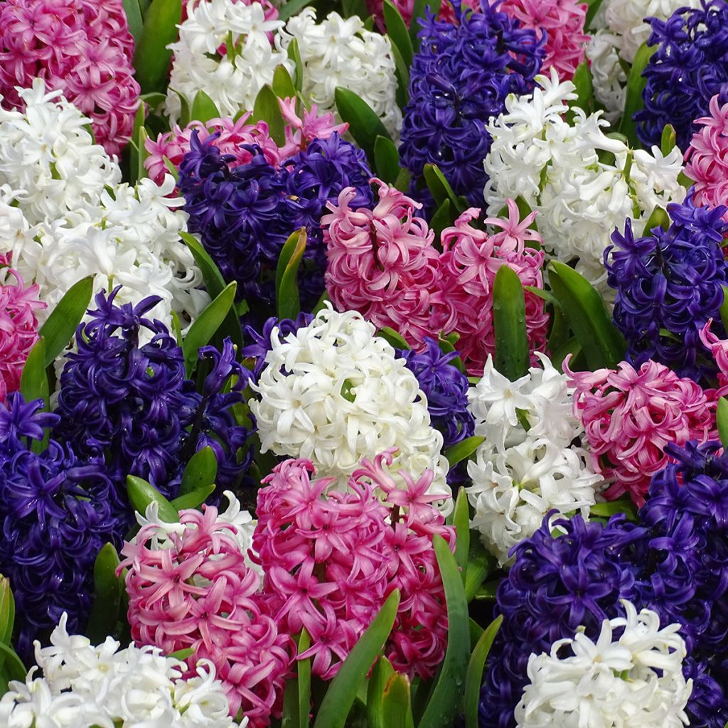 Giacinto Blue Pearl - Hyacinthus